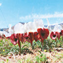 Kurt kulağı göz kamaştırıyor