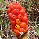 Dünyada 30 Türkiye'de 13 türü var: 'Tirşik' risk altında