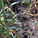 "Yağmur yağmazsa Trakya'da tarihin en büyük kuraklığı yaşanacak"