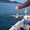 Muğla haberleri: Amatör balıkçı oltasına dolanan martıyı kurtarıp, özgürlüğüne kavuşturdu