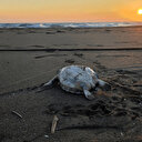 Hatay'da 2 yeşil deniz kaplumbağası ölü olarak sahile vurdu