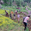 Üzüm bağlarında imece usulü budama: Buraya traktör bile giremiyor