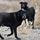 AYM, sahipsiz hayvanlar düzenlemesinin iptalini reddetti