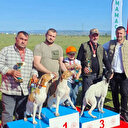 Fermalı av köpekleri yarıştı: Avcılar yoğun ilgi gösterdi