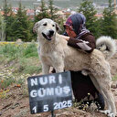 Altı gün önce sahibini kaybeden Garip mezarın başından ayrılmıyor