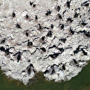 Manisa'daki lav kalıntıları göçmen kuşların üreme alanı oldu