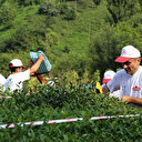 ÇAYKUR İŞÇİ ALIMI DUYURU: ÇAYKUR işçi alımı ne zaman 2025? 1500 işçi alımı başvuru ve kura tarihi...