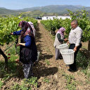 Masraf yok talep çok: 200 liraya kadar alıcısı var! Dubai'den Avrupa'ya kadar gönderiyorlar 