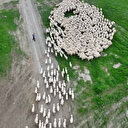 Sivas’ta kuzular anneleriyle buluştu