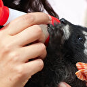 Antalya'da annesi olmayan hayvanlarla 'Anneler Günü' kutlaması