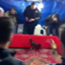 Beykoz'da horoz dövüşüne polis baskını: 21 kişiye 194 bin lira ceza