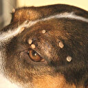 Kene taşıyan hayvanlara dikkat