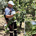 Zirai don zararı sonrası kiraz hasadı başladı