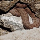 Yürüyüş yolundaki yılan görenleri korkuttu