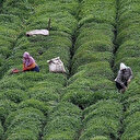 Çay tarlası olanlar dikkat: 25 kilograma düştü