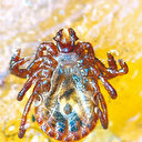 Yeni kene türü alarmı