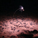 La Chine place ses pions dans la course à l'extraction minière sous-marine