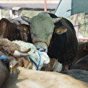 Bayram dolayısıyla 3 milyonun üzerinde kurbanlık satıldı