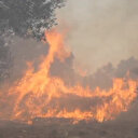 Balıkesir'de zeytin bahçelerinde yangın
