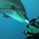 Mersin açıklarında dalış yapan dalgıç kendisine eşlik eden yunusları ağzıyla besledi