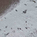 Mahalleyi saran böcekler vatandaşı tedirgin etti