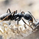 Avrupa'da karınca istilası: Tüneller kazıp elektriği kesiyorlar