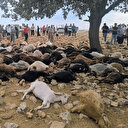 Şırnak'ta yıldırım isabet eden 99 küçükbaş öldü