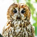 Doğanın gizemli bekçisi: Alaca Baykuş