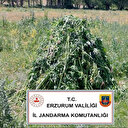 Erzurum'da 867 kök kenevir bitkisi ele geçirildi