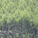 Çorum'da 'yangın' tedbiri: Ormanlara girişler 31 Ekim'e kadar yasak