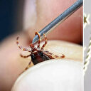 Kene yoğunluğu arttı mı? Sağlık Bakanlığı'ndan vatandaşlara kritik uyarı