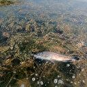 Eğirdir Gölü'nde korkutan görüntü: Yüzlerce sazan balığı ölü bulundu