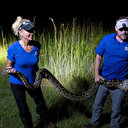 Piton istilası: Otobüs dolusu yılan öldürüldü