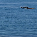 Karadeniz’de yunusların dansı hayran bıraktı: Çevredeki vatandaşların yoğun ilgisini çekti