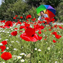 Gelincik tarlası görenleri hayran bıraktı