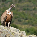 Akdağ’ın sessiz bekçileri fotokapanlara takıldı: Anbean kayıt altına alındı