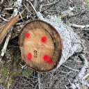 Kaçak ağaç kıyımına ağır ceza: 5 ile 10 yıl arası hapis cezası verildi