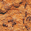 Tapinoma karıncası Avrupa'yı istila ediyor