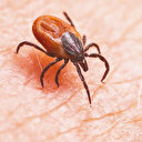 İstanbul'da 2025’te 7 bin kene vakası