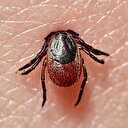 Keneler birden fazla virüsü insana bulaştırıyor