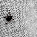 Kırıkkale'de KKKA vakası: Vücuduna yapışan keneyi çıkartan çocuğun testi pozitif çıktı