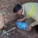 Yangından etkilenen oluklu kertenkelenin yardımına orman işçileri yetişti