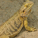 İnternetten 'sakallı ejder' satışına 60 bin 187 lira ceza