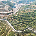 Zeytin ağaçları taşınarak ekonomiye kazandırıldı