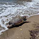Çanakkale'de ölü caretta caretta sahile vurdu