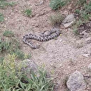Bir ilçede engerek yılanı paniği: Korkuya neden oldu