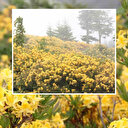 Giresun yaylaları orman gülleriyle renklendi