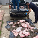 Samsun açıklarında kaçak olarak avlanan 6 ton kalkan balığı ele geçirildi