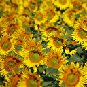 Ayçiçeği tarlalarında renkli manzaralar