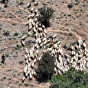 Yaylada zorlu şartlara rağmen üretmeye devam ediyorlar